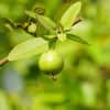 Unlocking Plant-Based Vitamins Benefits for Your Health